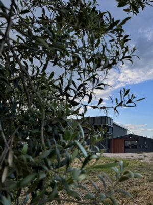 Visita al molino y cata de aceites